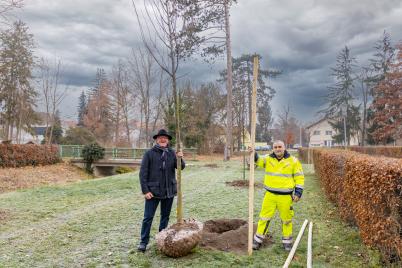 Insgesamt 36 Landschaftsbäume gepflanzt