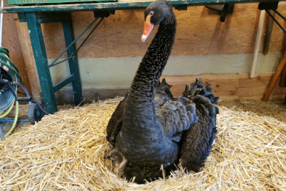 Schwarzschwan Küken sind endlich geschlüpft