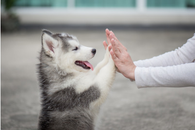 Begutachtungsentwurf Veterinärbehördliche Binnenmarktverordnung 2021