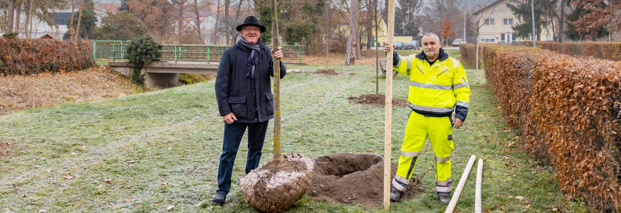 Insgesamt 36 Landschaftsbäume gepflanzt