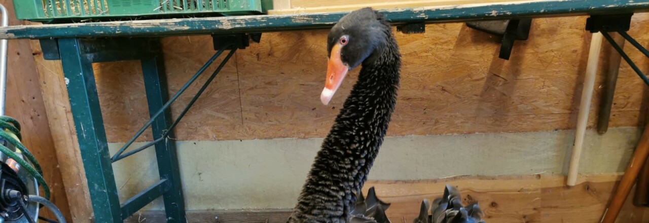 Schwarzschwan Küken sind endlich geschlüpft