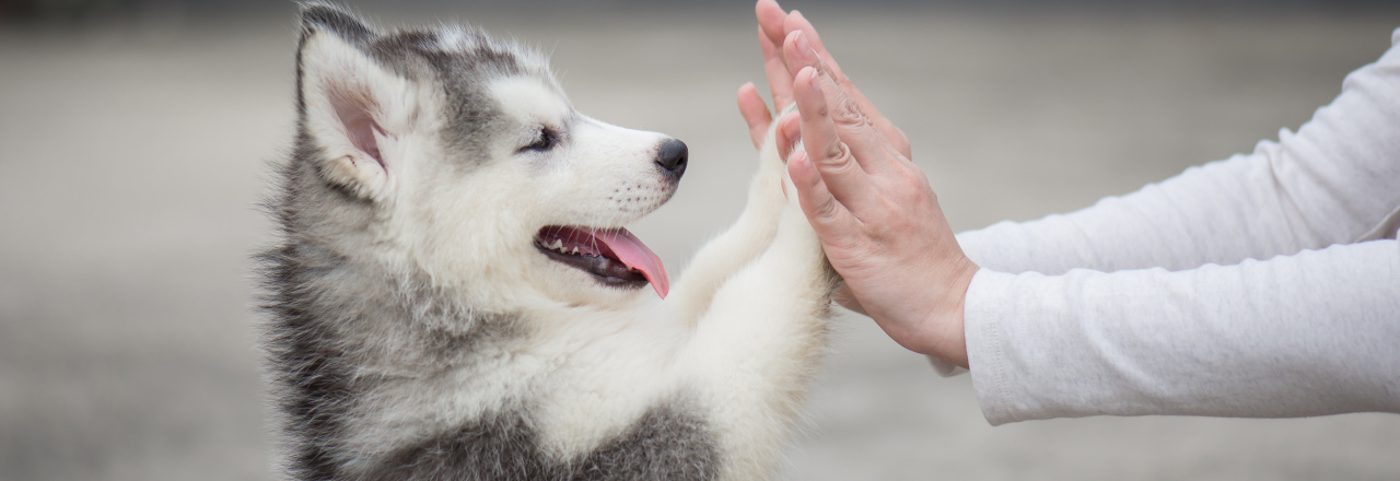 Begutachtungsentwurf Veterinärbehördliche Binnenmarktverordnung 2021