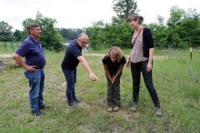 Gemeinde Drösing überlässt Wildbienenarten Gemeindefläche als Lebensraum