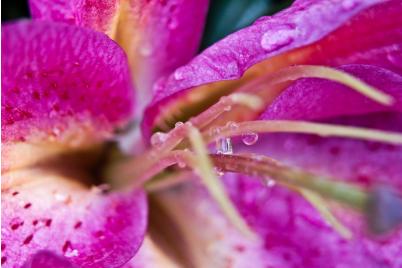 Die botanischen Schätze des Nationalpark Donau-Auen