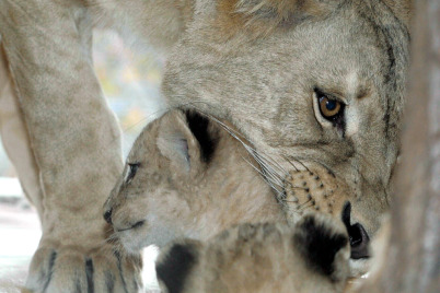 Neue Studie weist verbesserte Haltung in Zoos weltweit nach