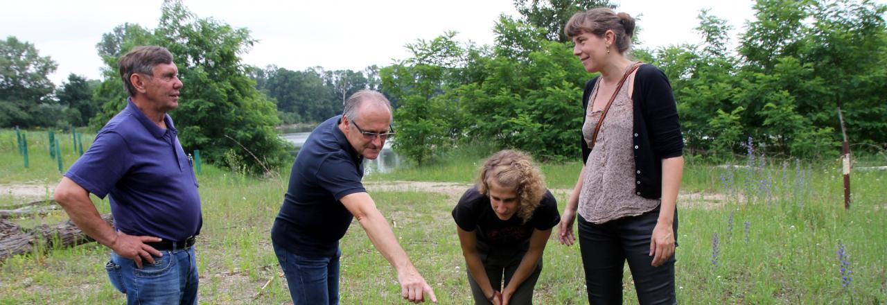 Gemeinde Drösing überlässt Wildbienenarten Gemeindefläche als Lebensraum