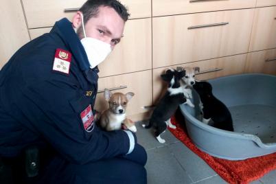 Welpen wurden von Bediensteten der Polizei versorgt und dem Tierschutzhaus Baden übergeben