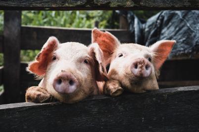 Weniger Rinder und Schafe, mehr Schweine und Ziegen im Viehbestand 2020