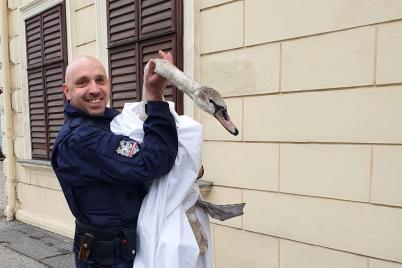 Polizist rettet Schwan in Krems an der Donau