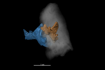 Die ältesten Haizähne Österreichs geben Hinweis auf eine globale Klimakrise vor 325 Millionen Jahren