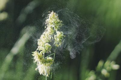 Neue Hoffnung für Menschen mit Allergieerkrankungen