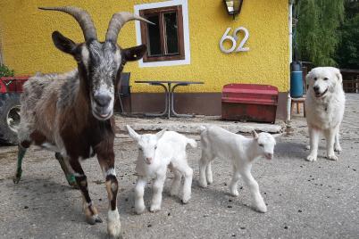 Gnadenhof Hendlberg rettet Ziegenfamilie!