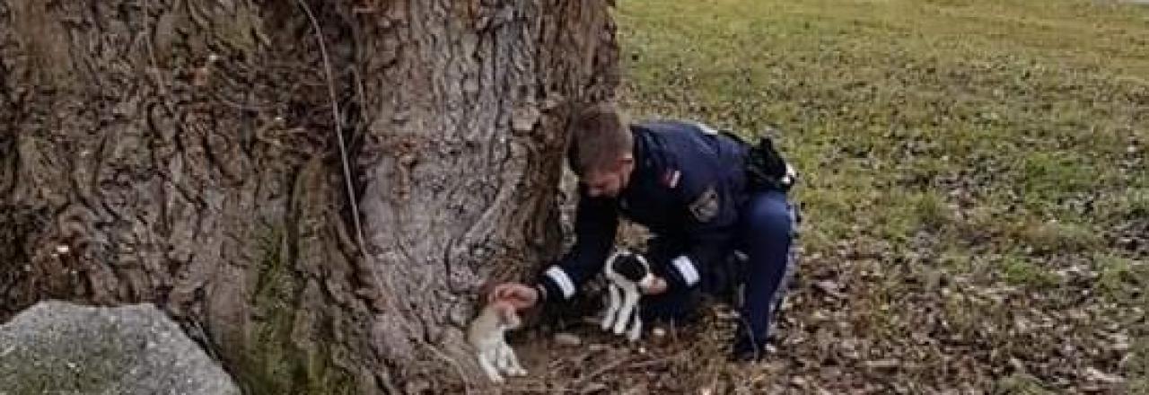 Welpen wurden von Bediensteten der Polizei versorgt und dem Tierschutzhaus Baden übergeben