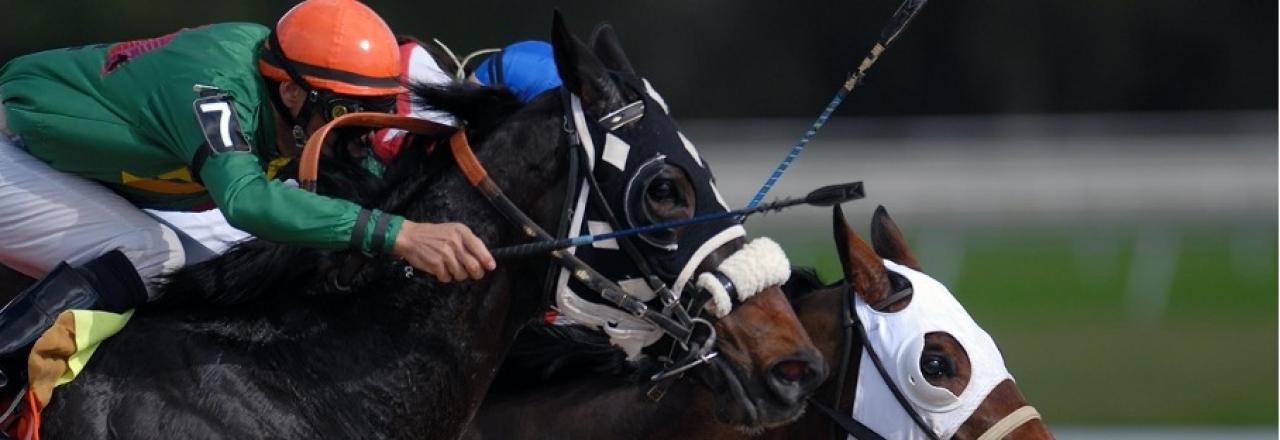 Pferdesport in Österreich