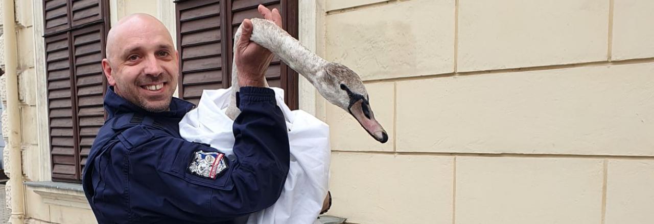 Polizist rettet Schwan in Krems an der Donau