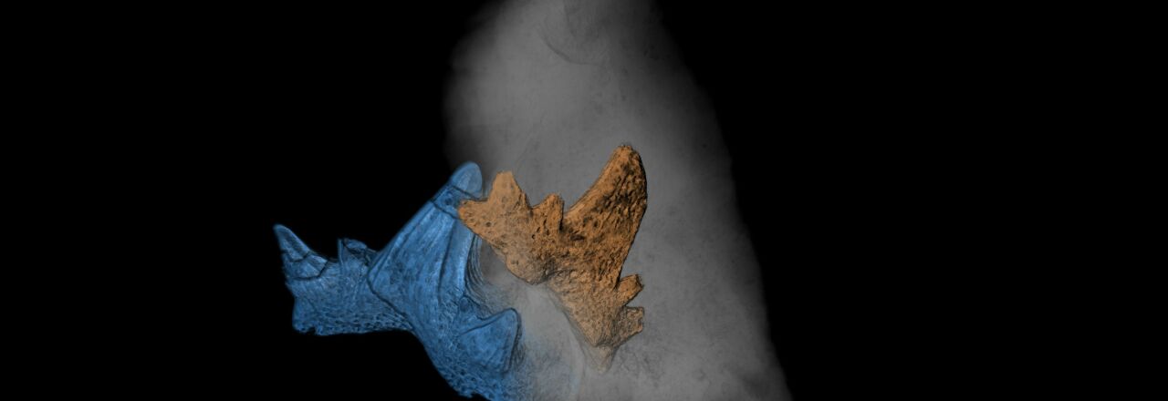 Die ältesten Haizähne Österreichs geben Hinweis auf eine globale Klimakrise vor 325 Millionen Jahren