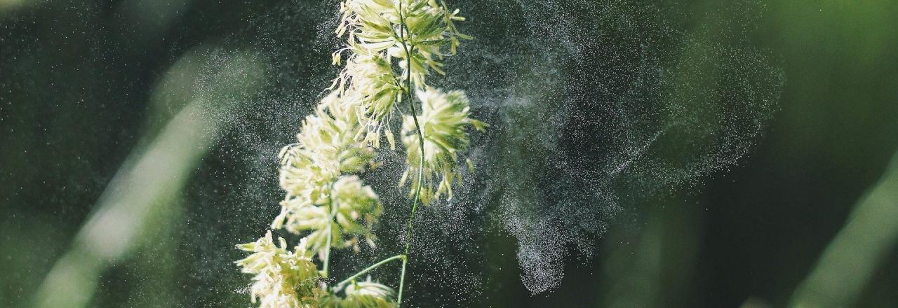 Neue Hoffnung für Menschen mit Allergieerkrankungen