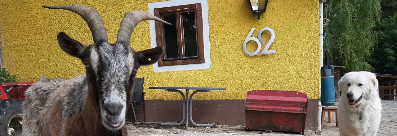 Gnadenhof Hendlberg rettet Ziegenfamilie!