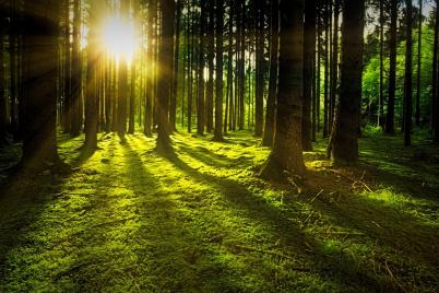  „Wald der Stille“ in Egelsee