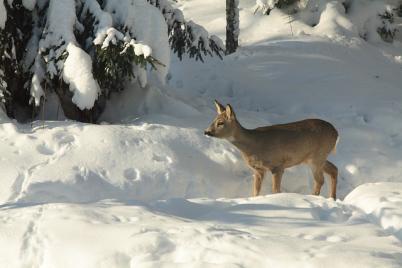 Was Hirsch und Reh im Winter brauchen