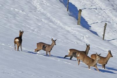 JAGD ÖSTERREICH appelliert zur Rücksichtnahme!