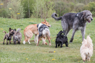 Lotos, Doggen und Schildkröten im Schlosspark Dennenlohe