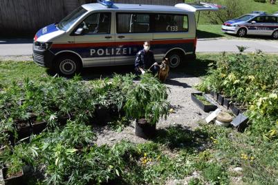 Cannabis-Indooranlage im Bezirk St. Pölten-Land sichergestellt
