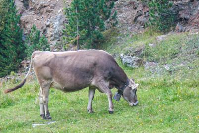 Milch – die gestohlene Babynahrung