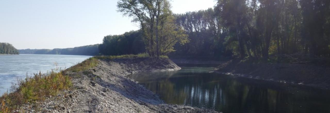 Freie Bahn für mehr Lebensraumvielfalt an der Fischamündung