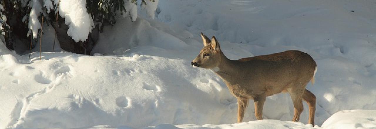 Was Hirsch und Reh im Winter brauchen