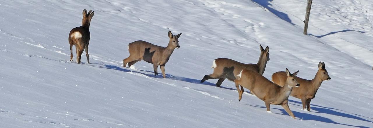 JAGD ÖSTERREICH appelliert zur Rücksichtnahme!