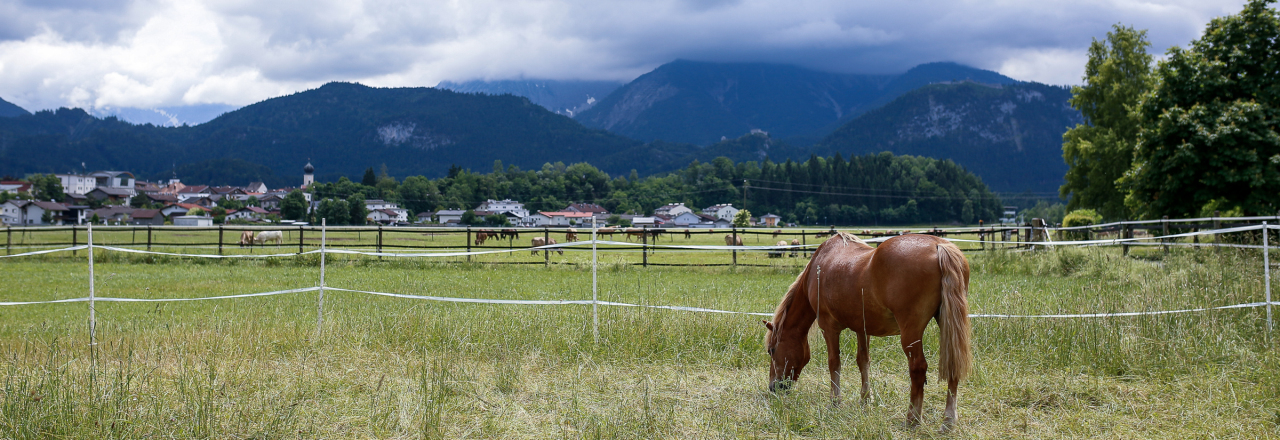 Erstmals eröffnet der Österreichische Tierschutzverein eine Pferdeklappe in Österreich