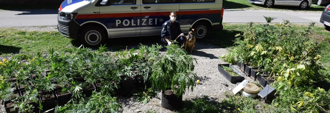 Cannabis-Indooranlage im Bezirk St. Pölten-Land sichergestellt