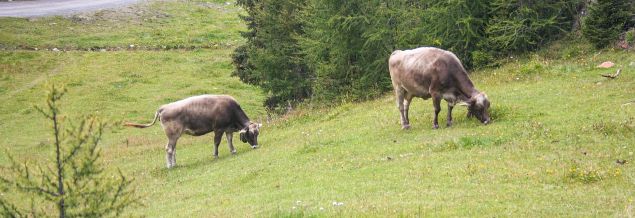 Milch – die gestohlene Babynahrung