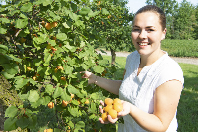 Niederösterreichs Bauern starten mit Marillenverkauf 2021