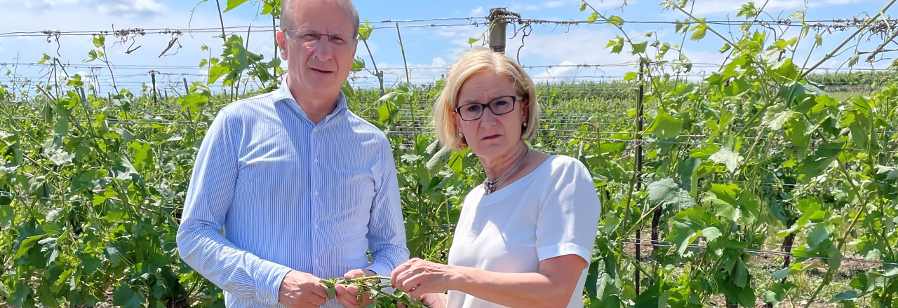 LH Mikl-Leitner und Weinberger besichtigen schwerste Schäden in der NÖ. Landwirtschaft