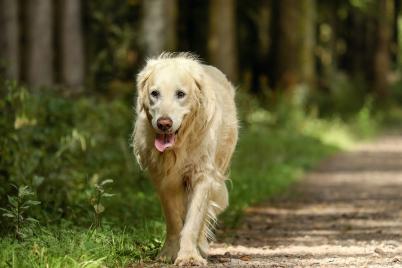 Golden Retriever in letzter Sekunde gerettet