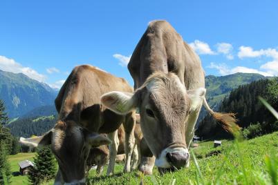 207.000 Menschen unterschreiben, damit Tierschutzvolksbegehren stattfinden kann!