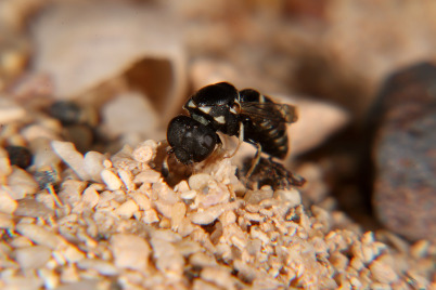 Pollenwespen-Gattung Quartinia produziert Seide, um ihre Nester in Wüstengebieten zu verfestigen