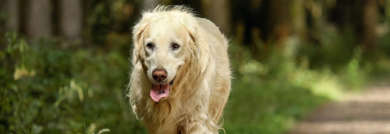 Golden Retriever in letzter Sekunde gerettet