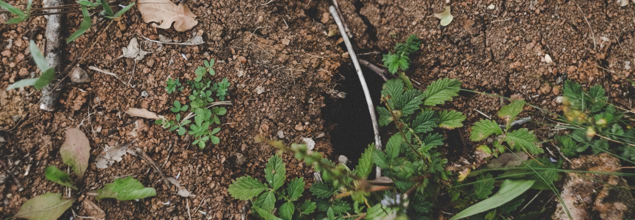 WWF-Bodenschutz-Barometer zeigt große Defizite beim Kampf gegen Flächenfraß