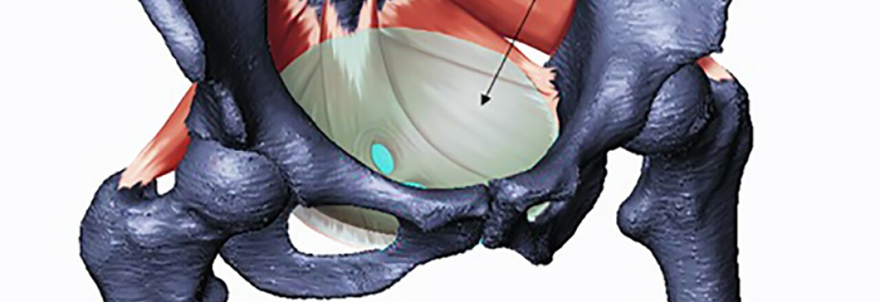 Beckenboden mitverantwortlich für die Evolution der menschlichen Geburtsprobleme