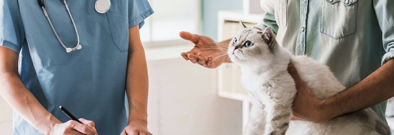 Mehr als die Hälfte aller Katzen erhalten keine tierärztliche Vorsorge