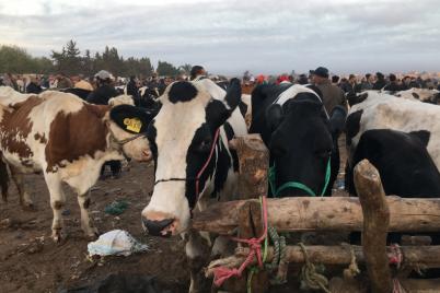 Österreichische Milchkühe in Marokko geschächtet