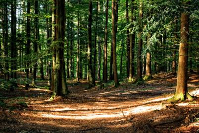 Positives Ergebnis trotz hoher Klimawandelkosten und Schadholzkrise