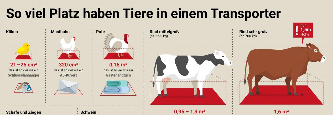 Österreich importiert und exportiert jeweils über 20 Millionen lebende Nutztiere