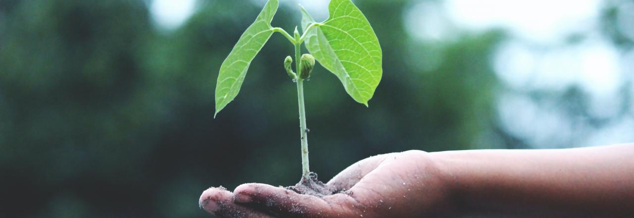 Weltweit größter Wettbewerb für grüne Start-Ups