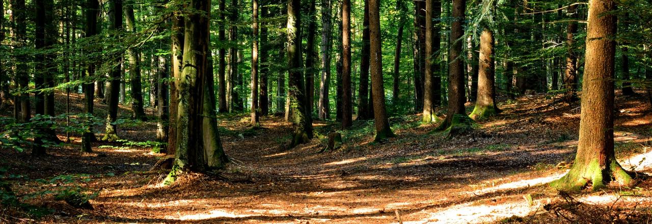 Positives Ergebnis trotz hoher Klimawandelkosten und Schadholzkrise