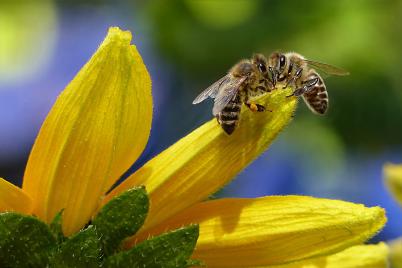 Die Honigbiene, ein wichtiges Nutztier für unser Öko-System 