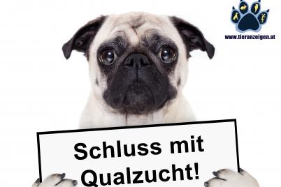 Keine Vermittlung mehr von Qualzuchtrassen auf tieranzeigen.at